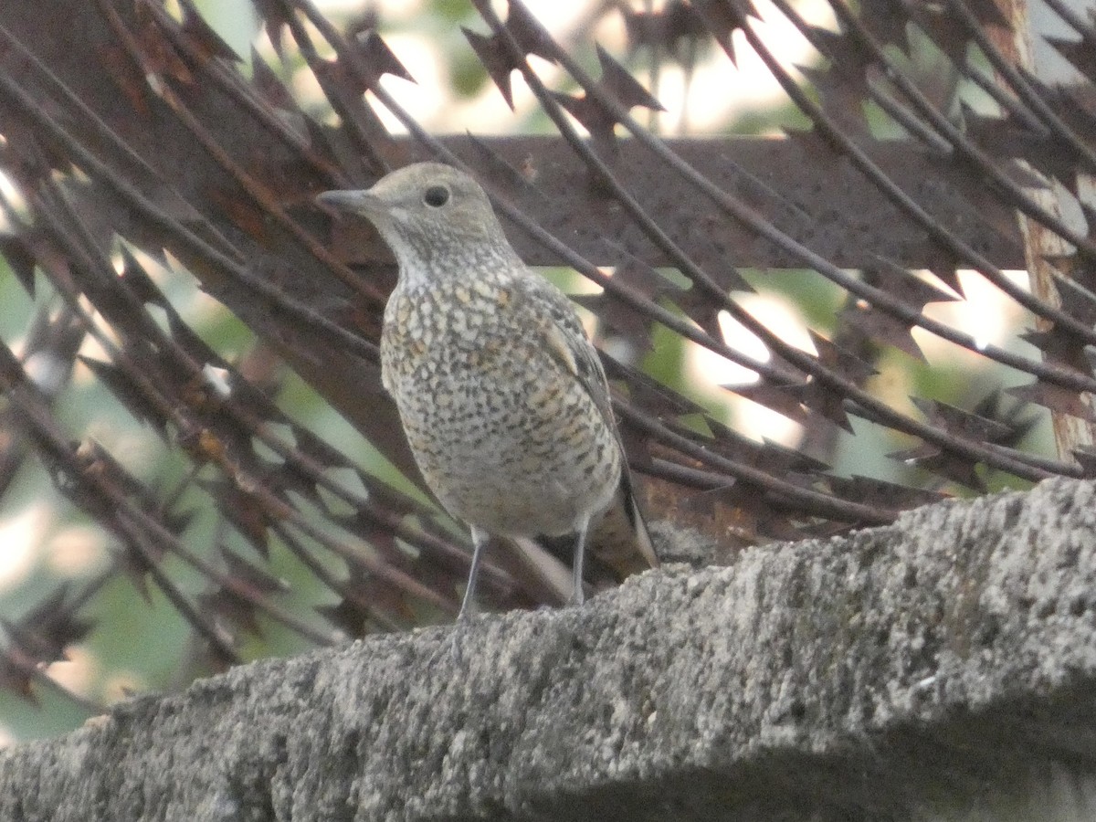 Rufous-tailed Rock-Thrush - ML646834619