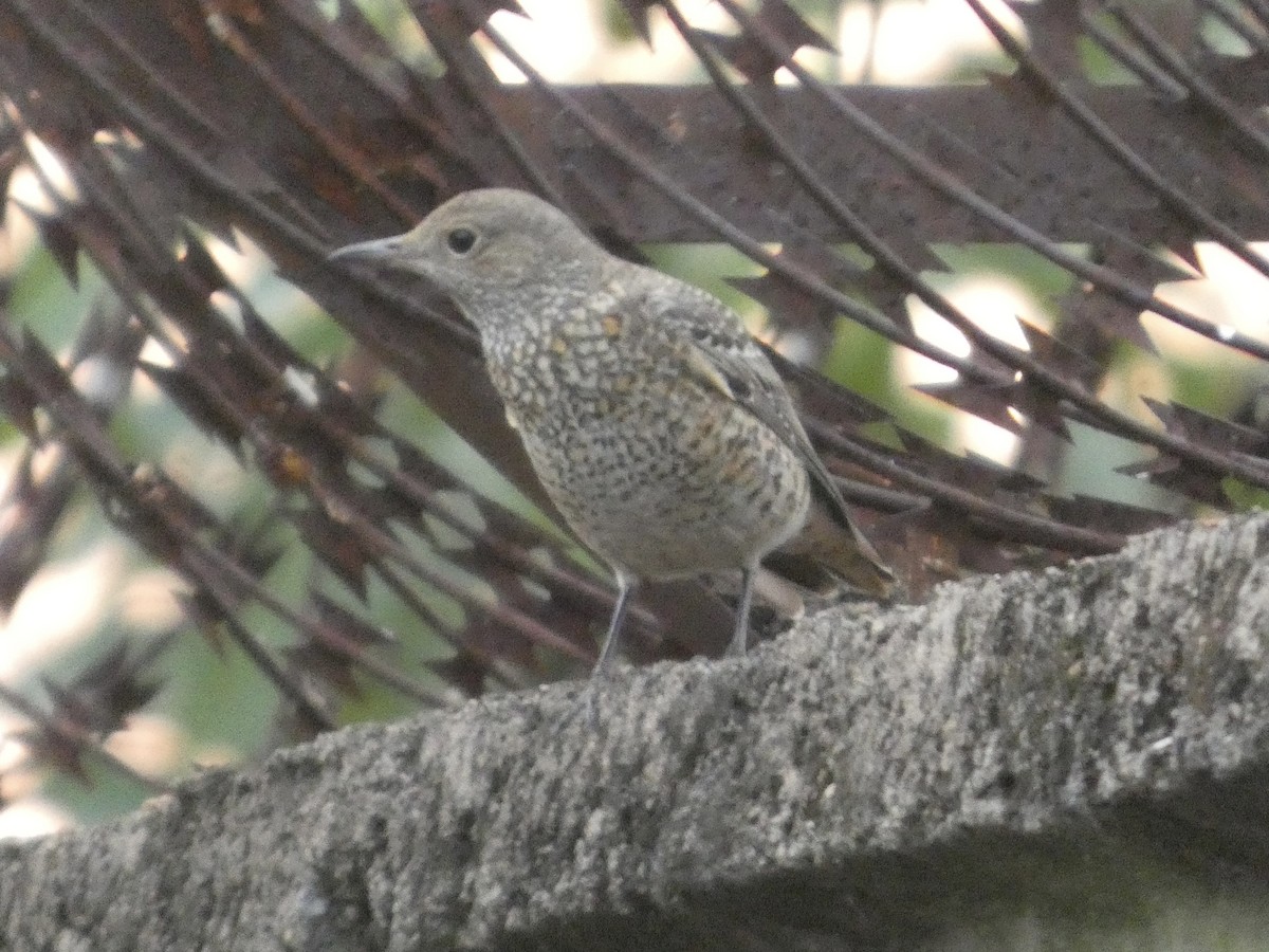Rufous-tailed Rock-Thrush - ML646834620