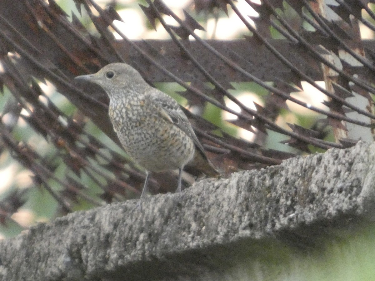 Rufous-tailed Rock-Thrush - ML646834621