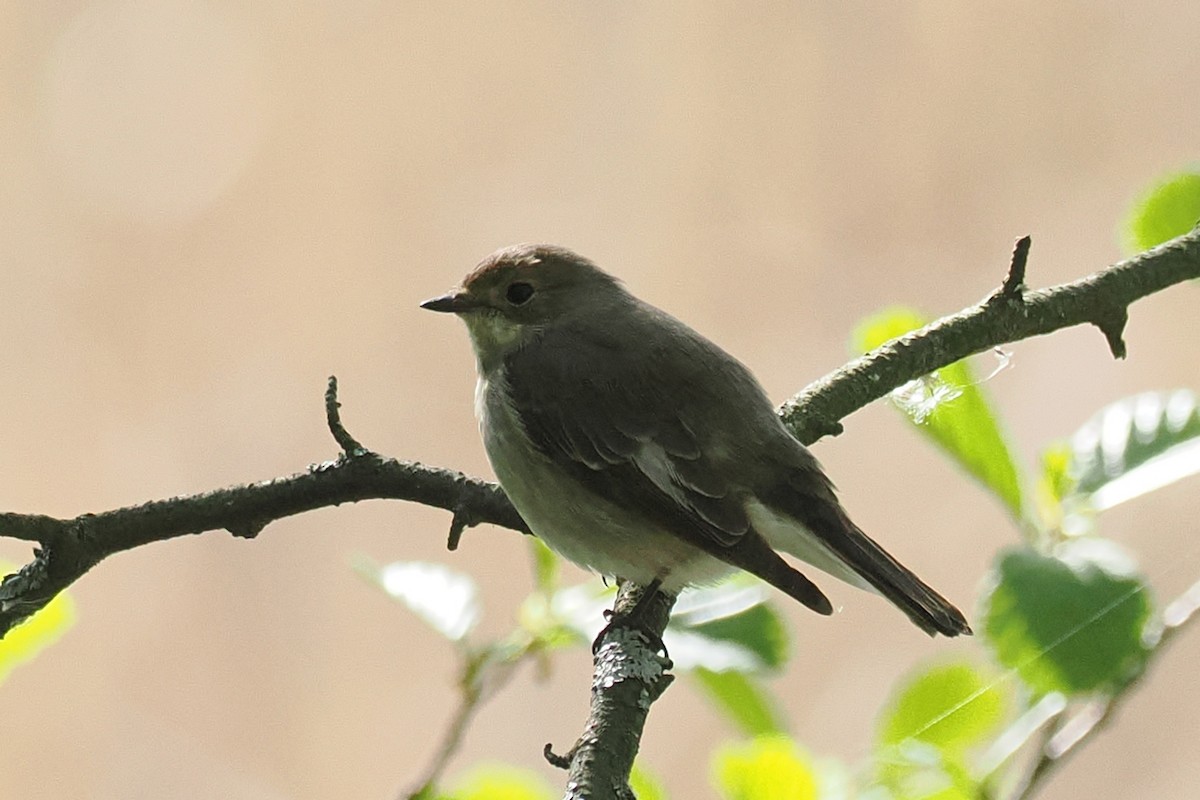 חטפית שחורת-עורף - ML646834622