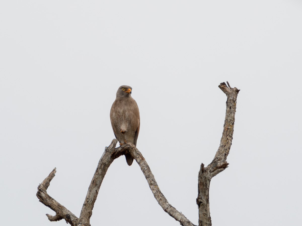 rustvingevåk - ML646834623