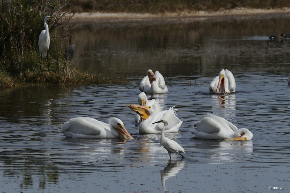American White Pelican - ML646834625