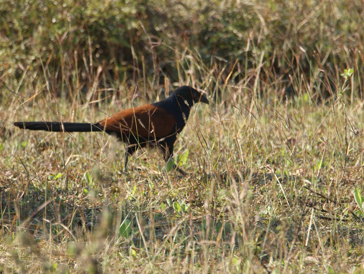 kukačka vraní - ML646834630