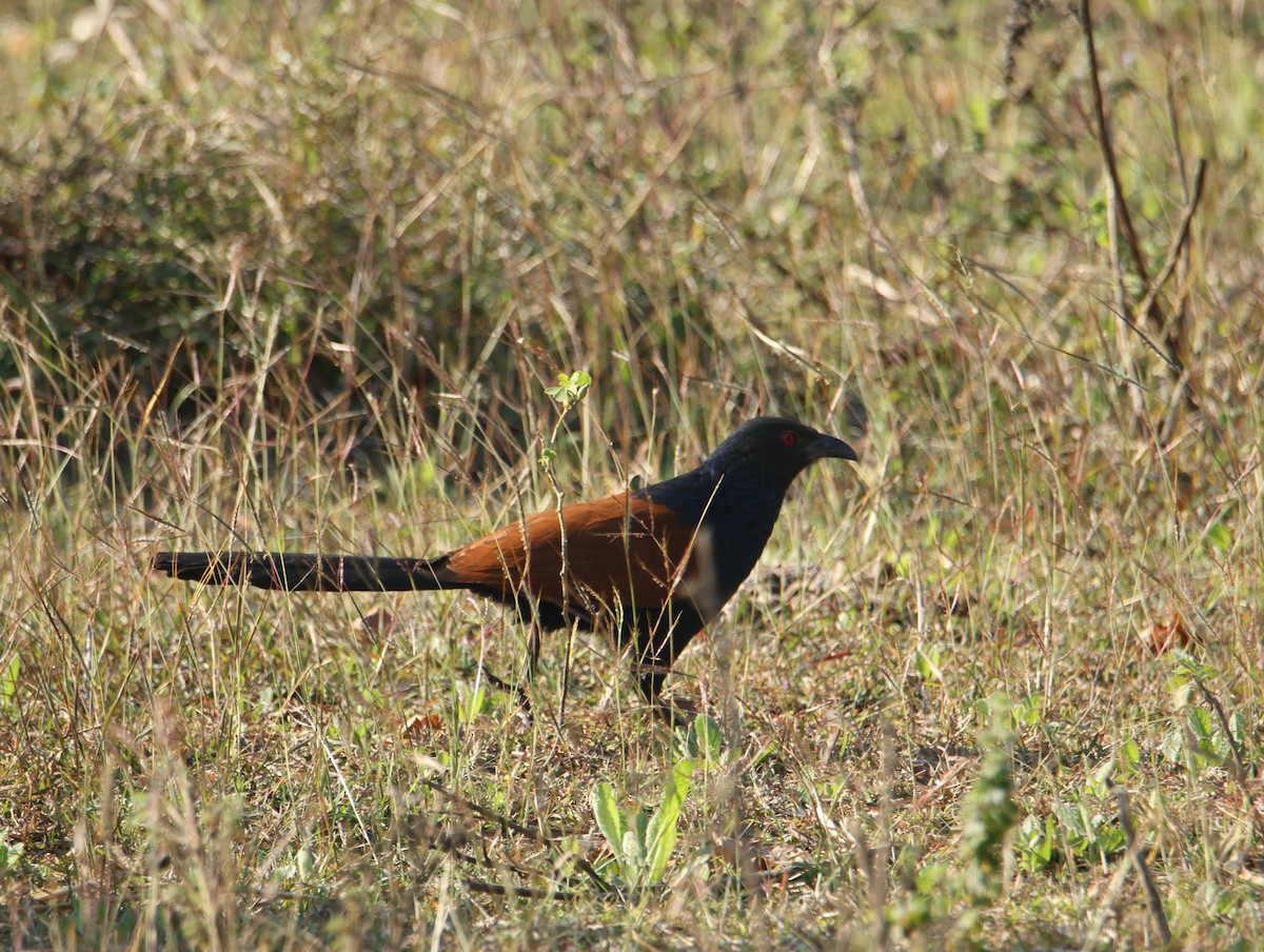 kukačka vraní - ML646834631