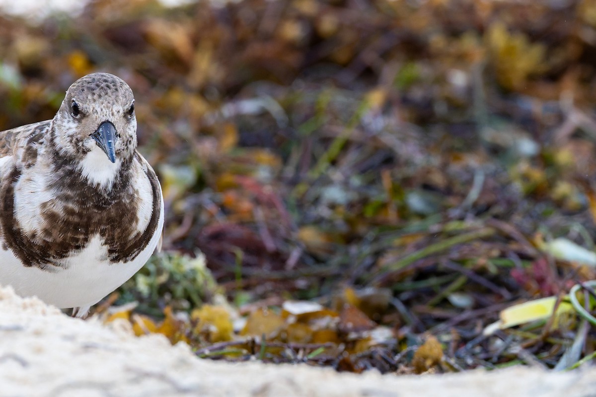 Ruddy Turnstone - ML646834632