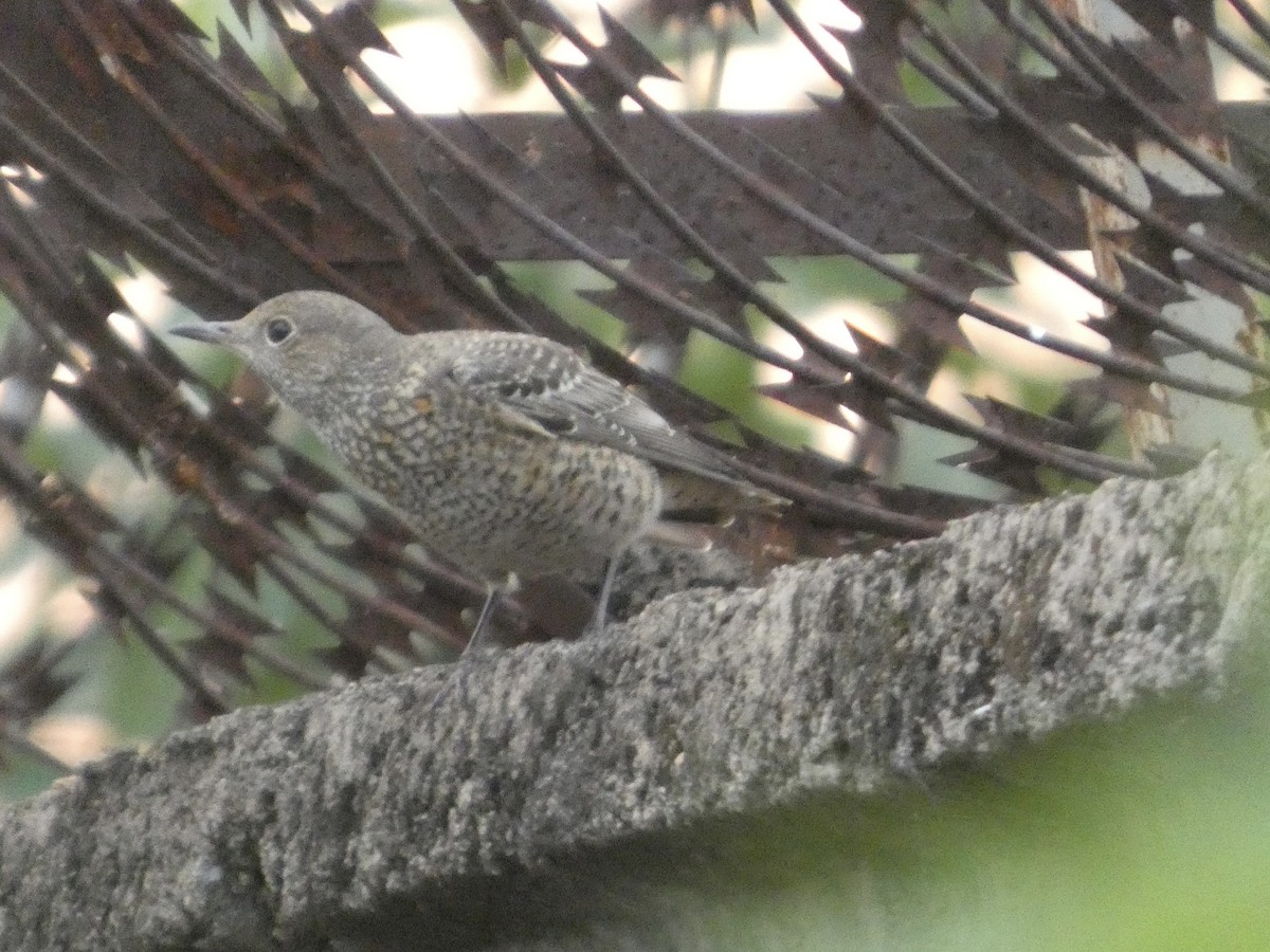 Rufous-tailed Rock-Thrush - ML646834633