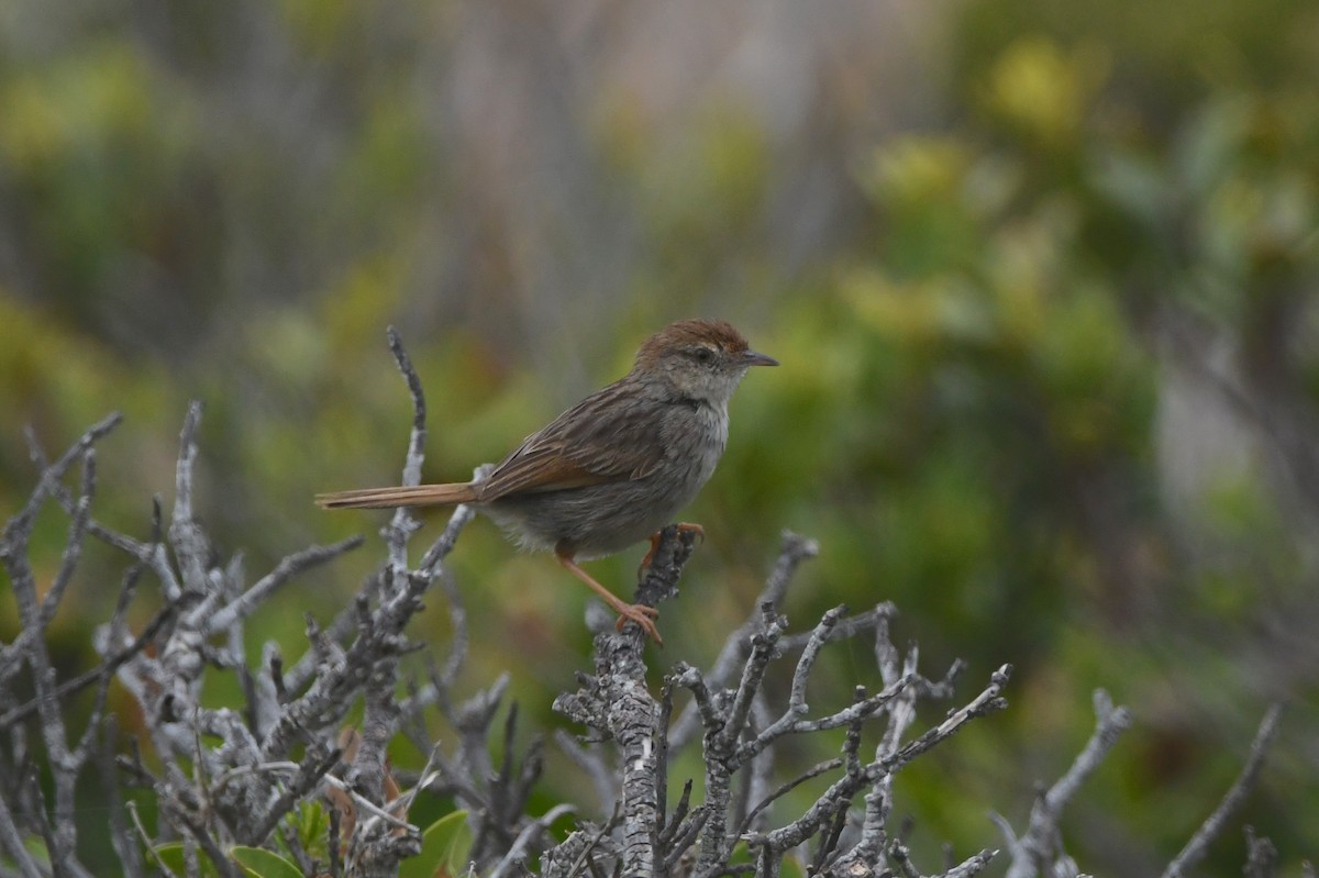 gråryggressanger - ML646834634