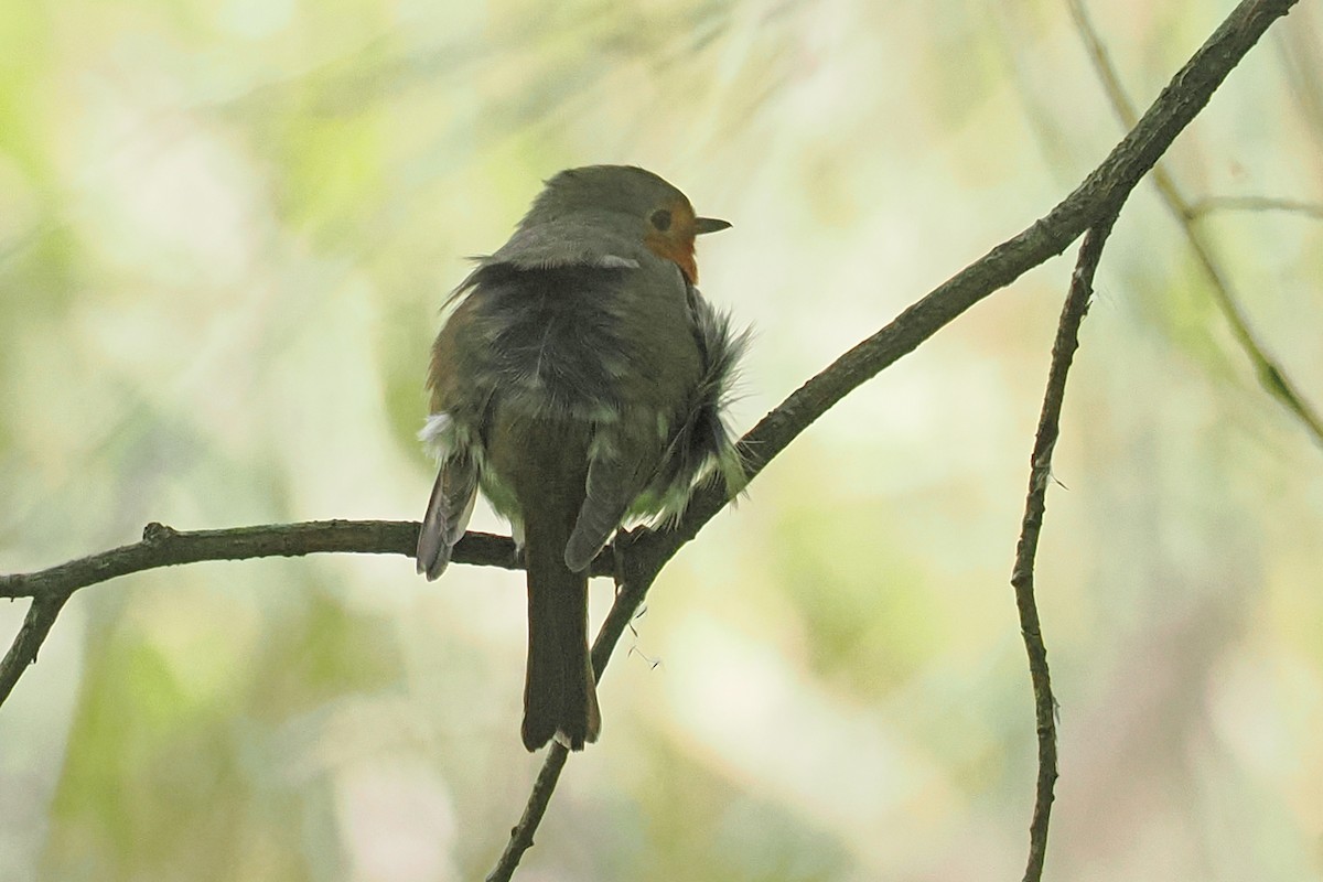 Kızılgerdan - ML646834635