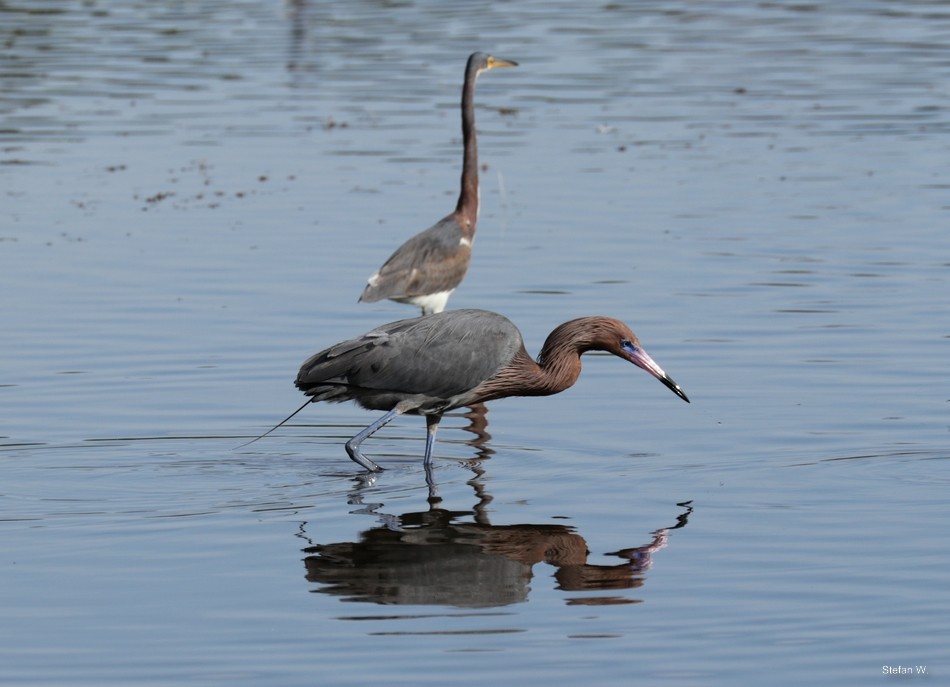 Kızılca Balıkçıl - ML646834636