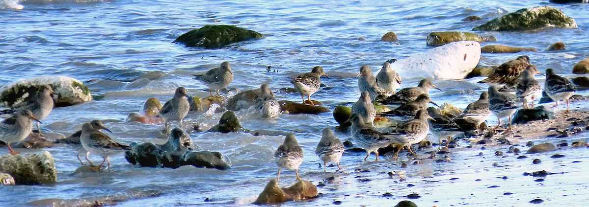 Purple Sandpiper - ML646834638