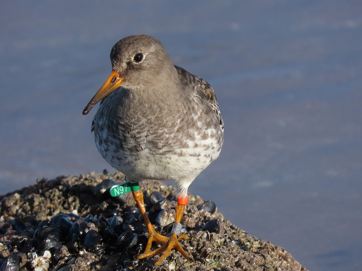 Purple Sandpiper - ML646834639