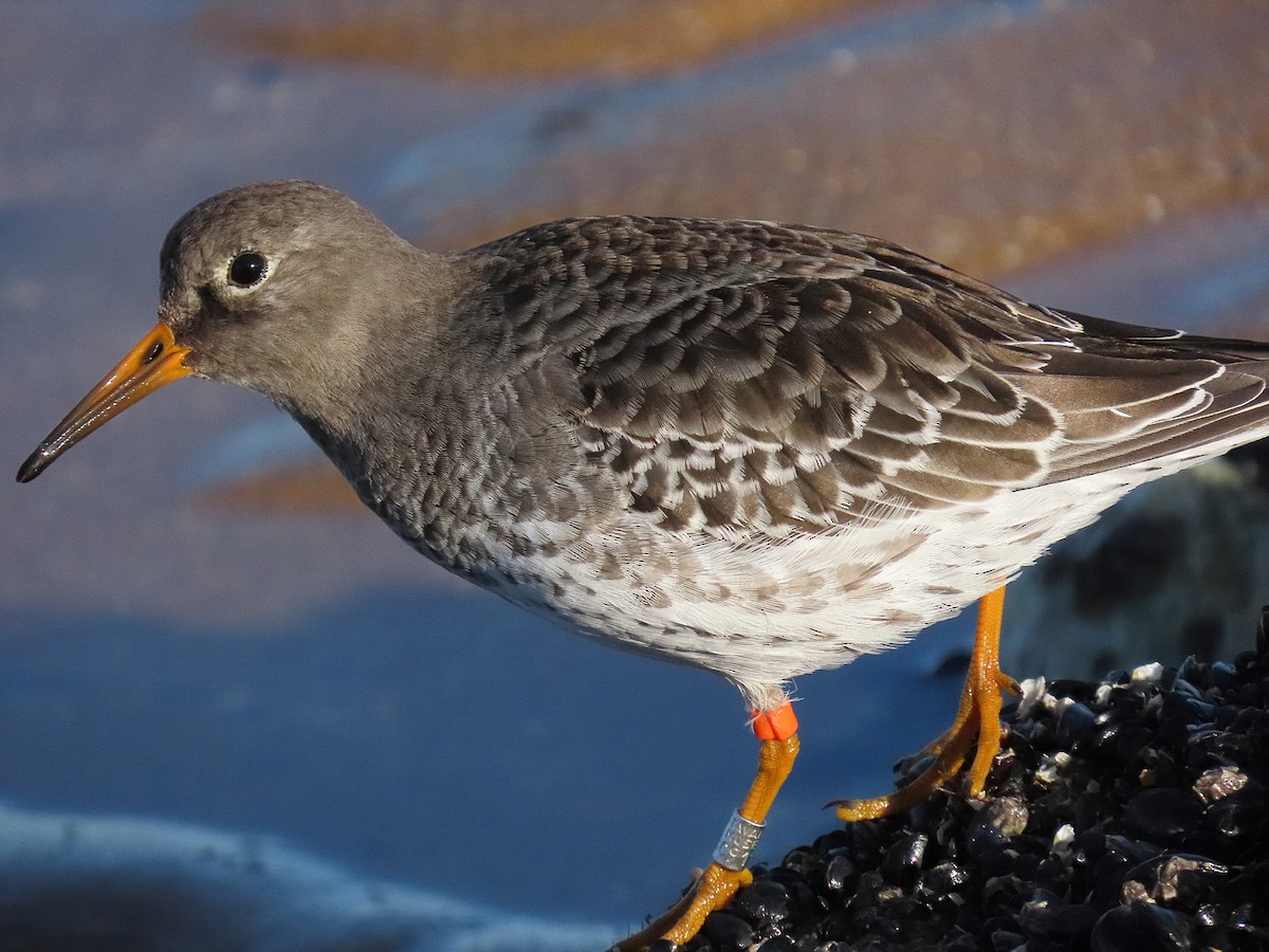 Purple Sandpiper - ML646834640