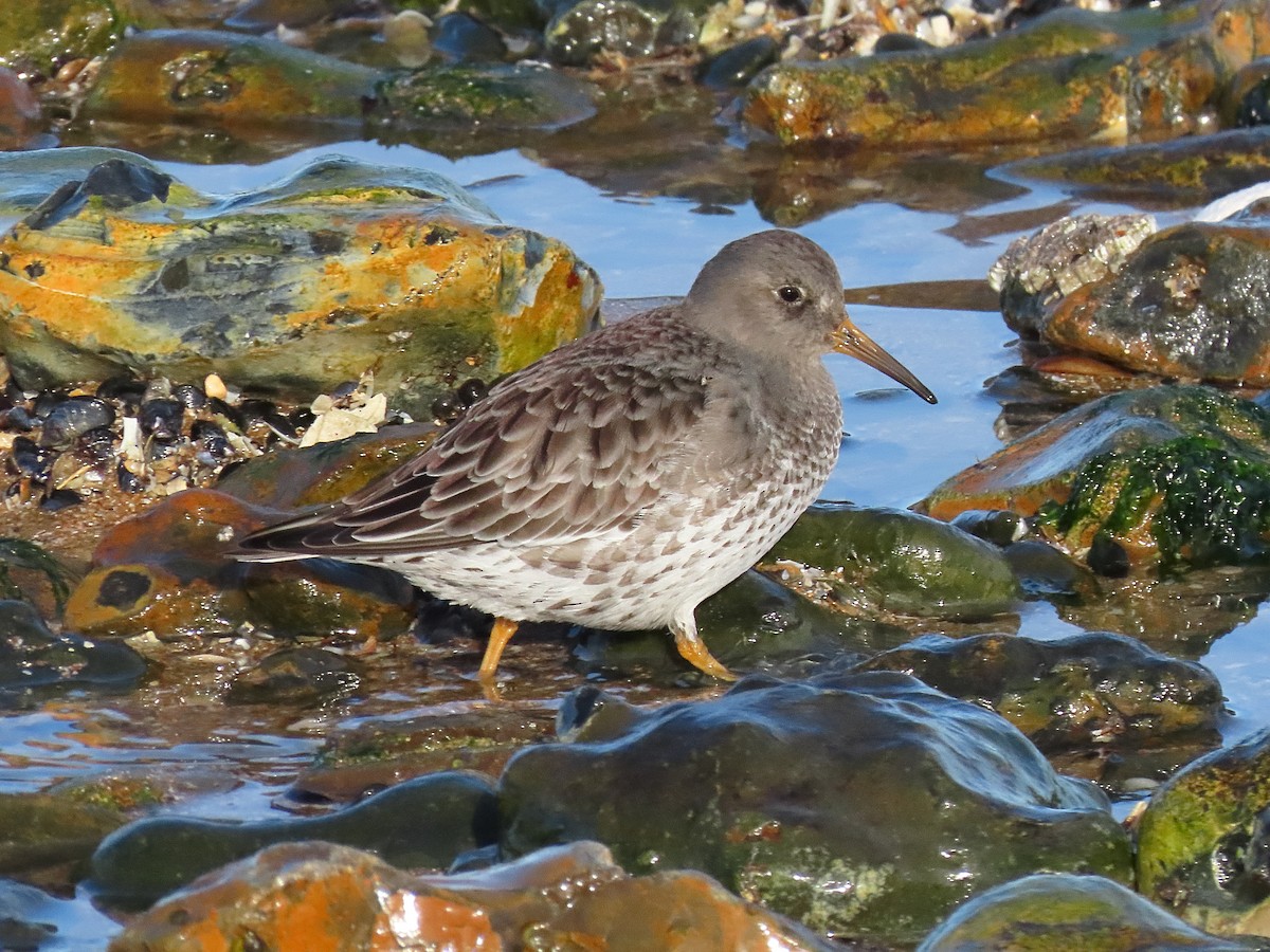 Purple Sandpiper - ML646834644