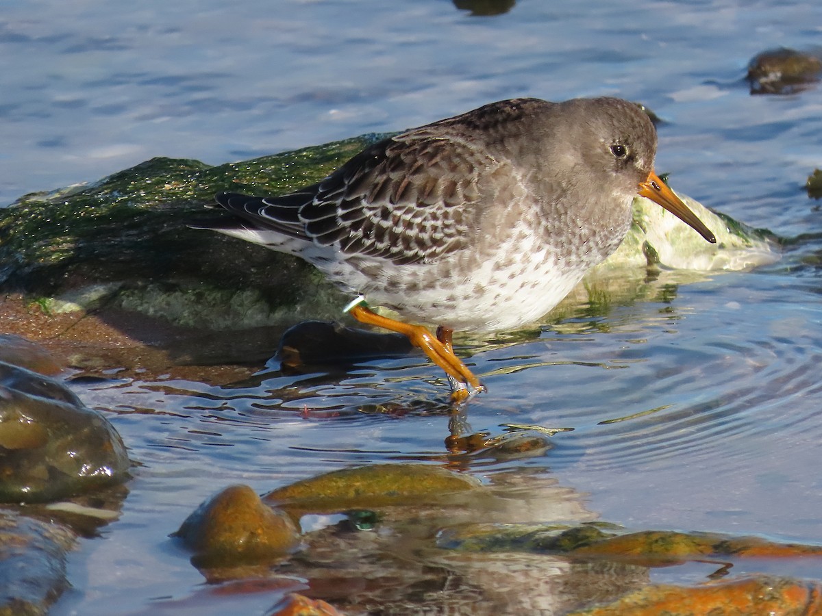 Purple Sandpiper - ML646834645