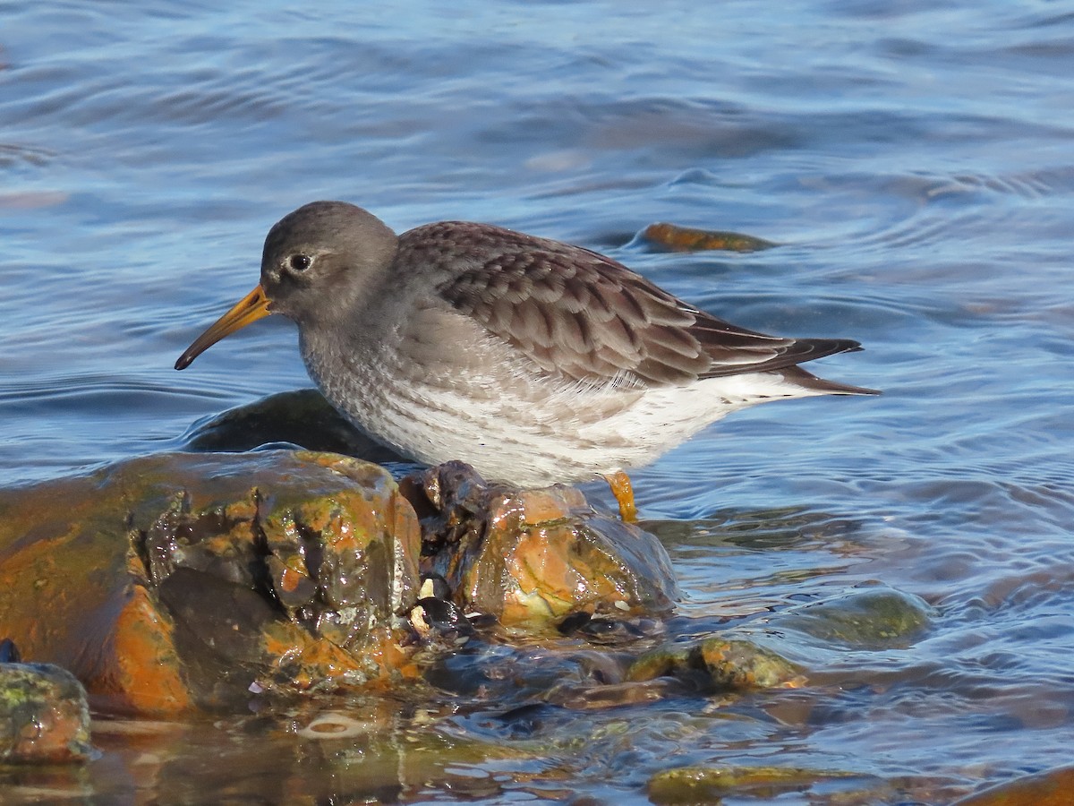 Purple Sandpiper - ML646834646
