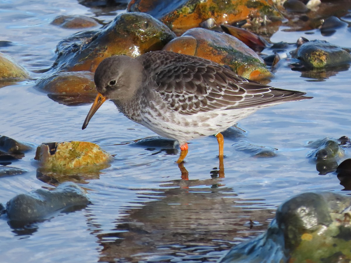 Purple Sandpiper - ML646834647