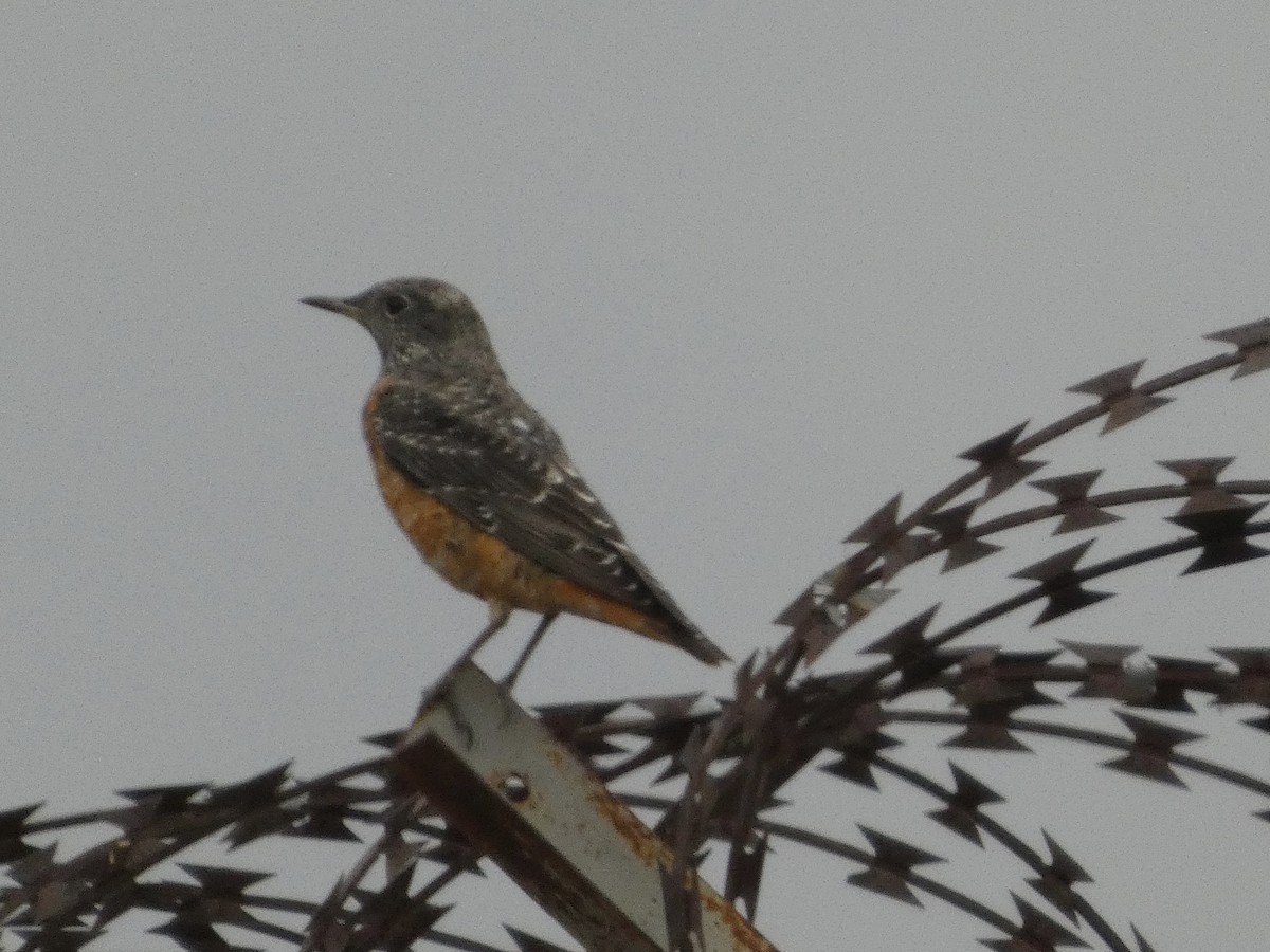 Taşkızılı - ML646834648