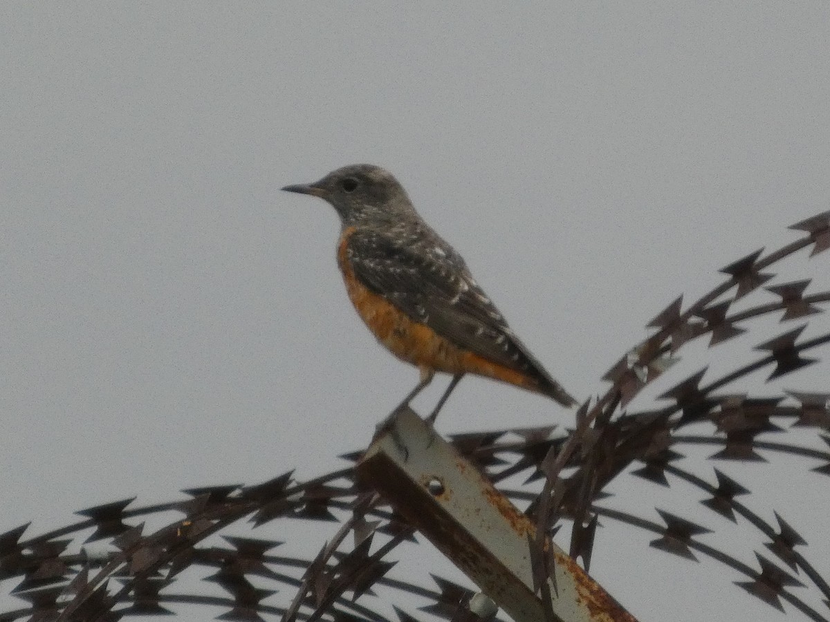 Taşkızılı - ML646834649