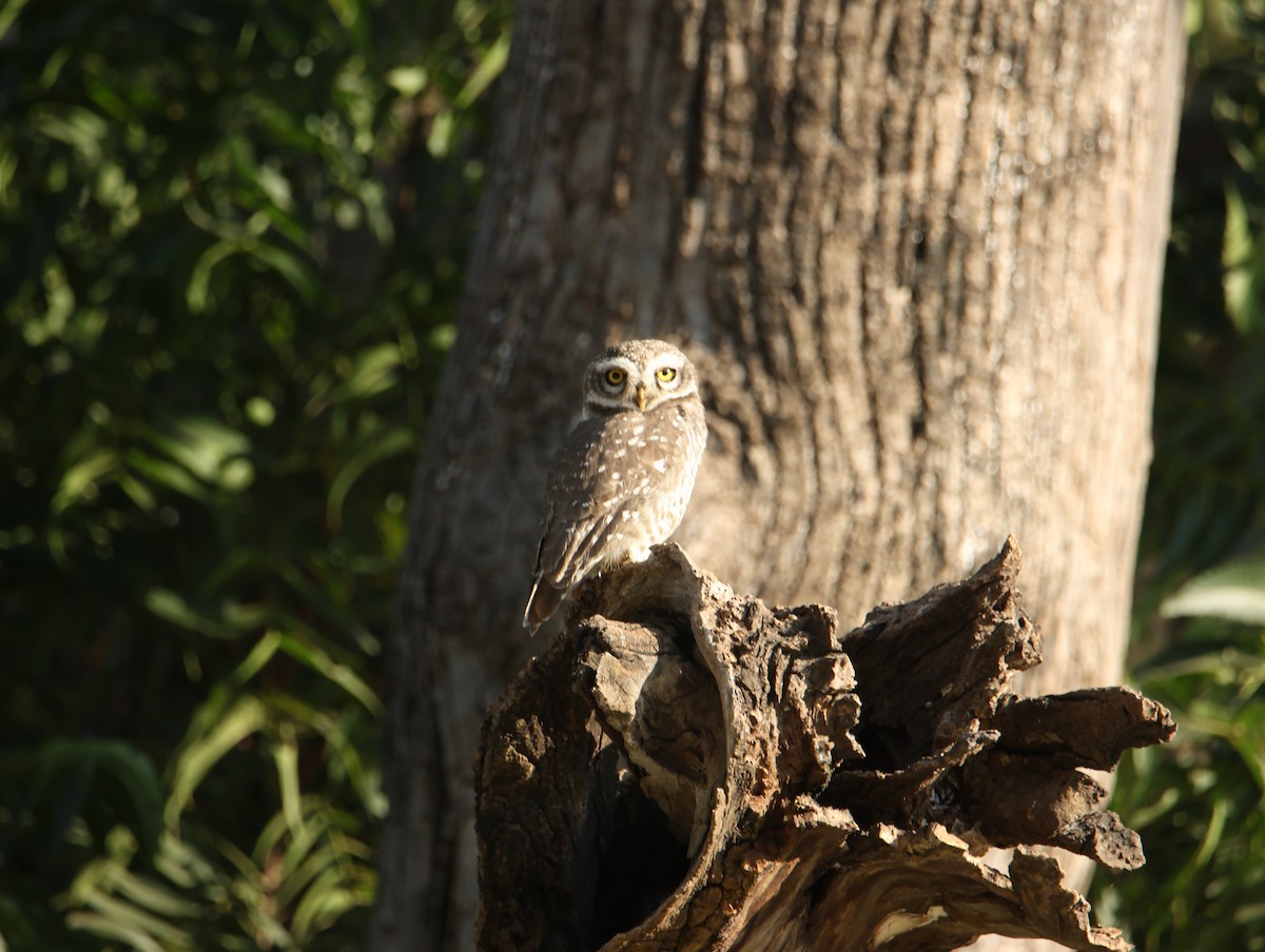 Hint Kukumavı - ML646834650