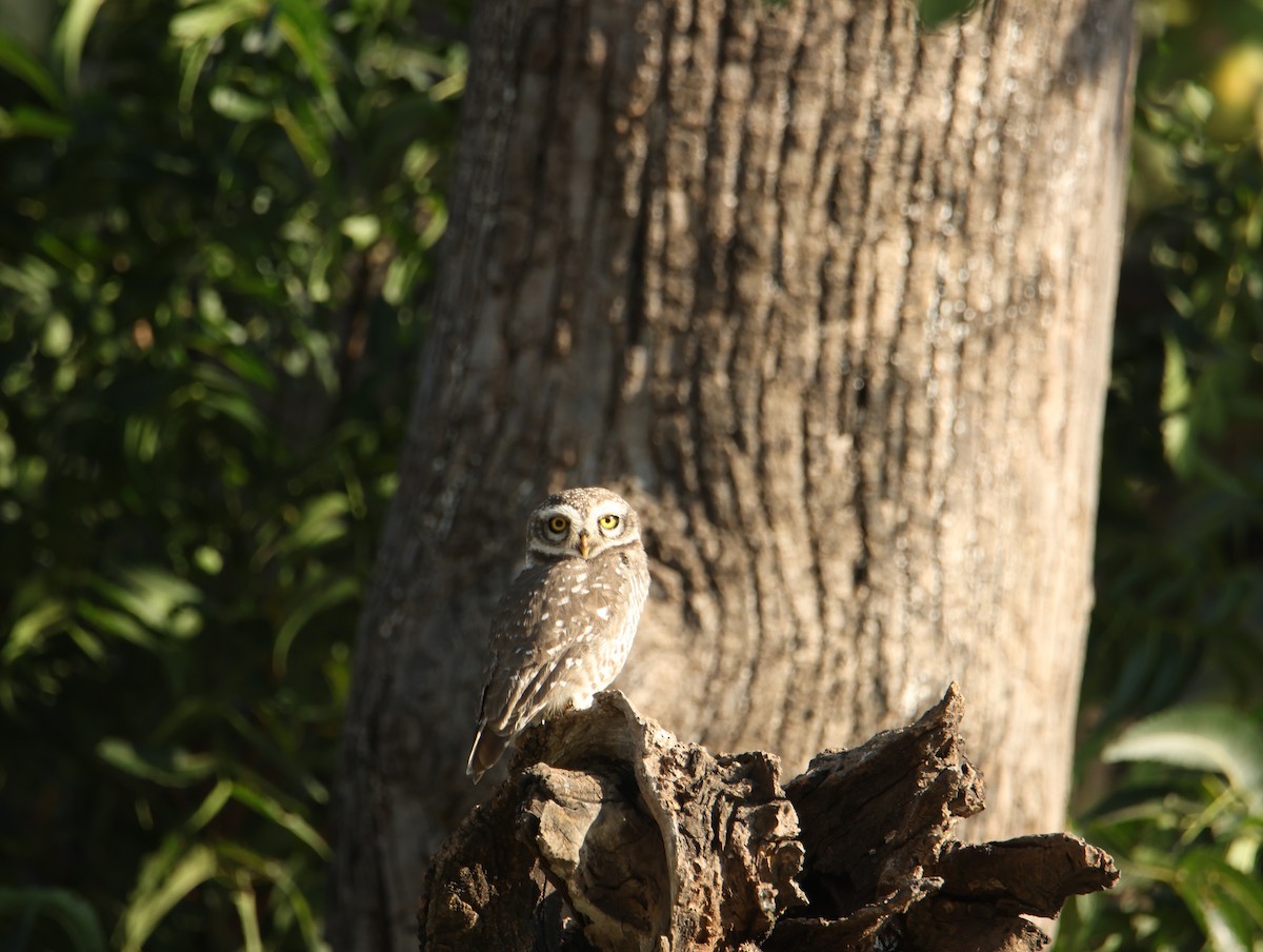 Hint Kukumavı - ML646834651