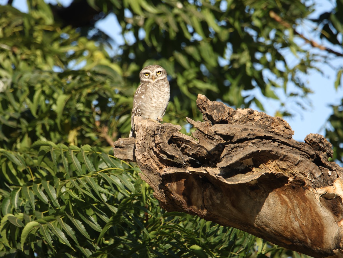 Hint Kukumavı - ML646834652