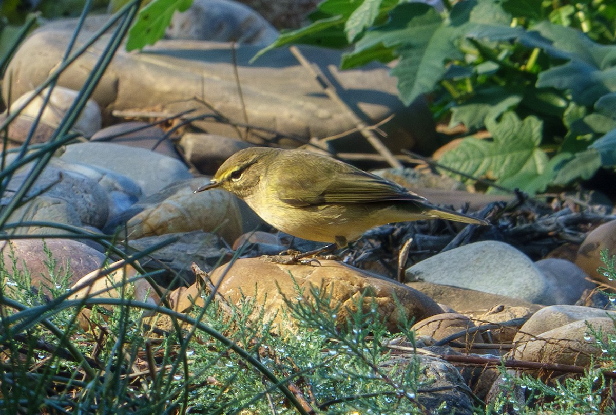 Çıvgın - ML646834653