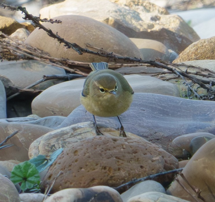 Çıvgın - ML646834654