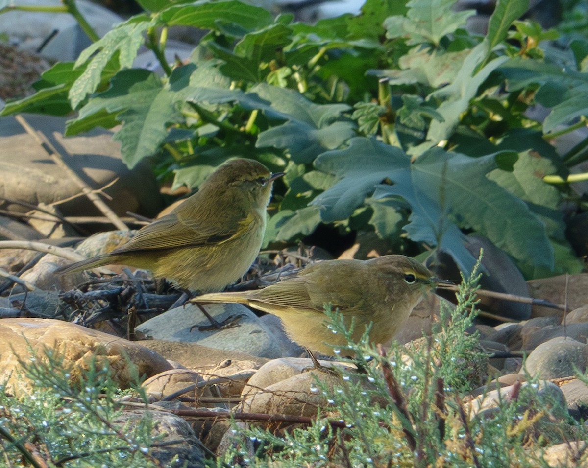 Çıvgın - ML646834655