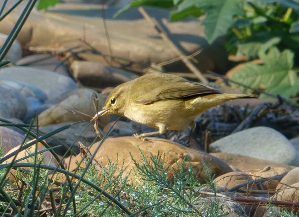 Çıvgın - ML646834656