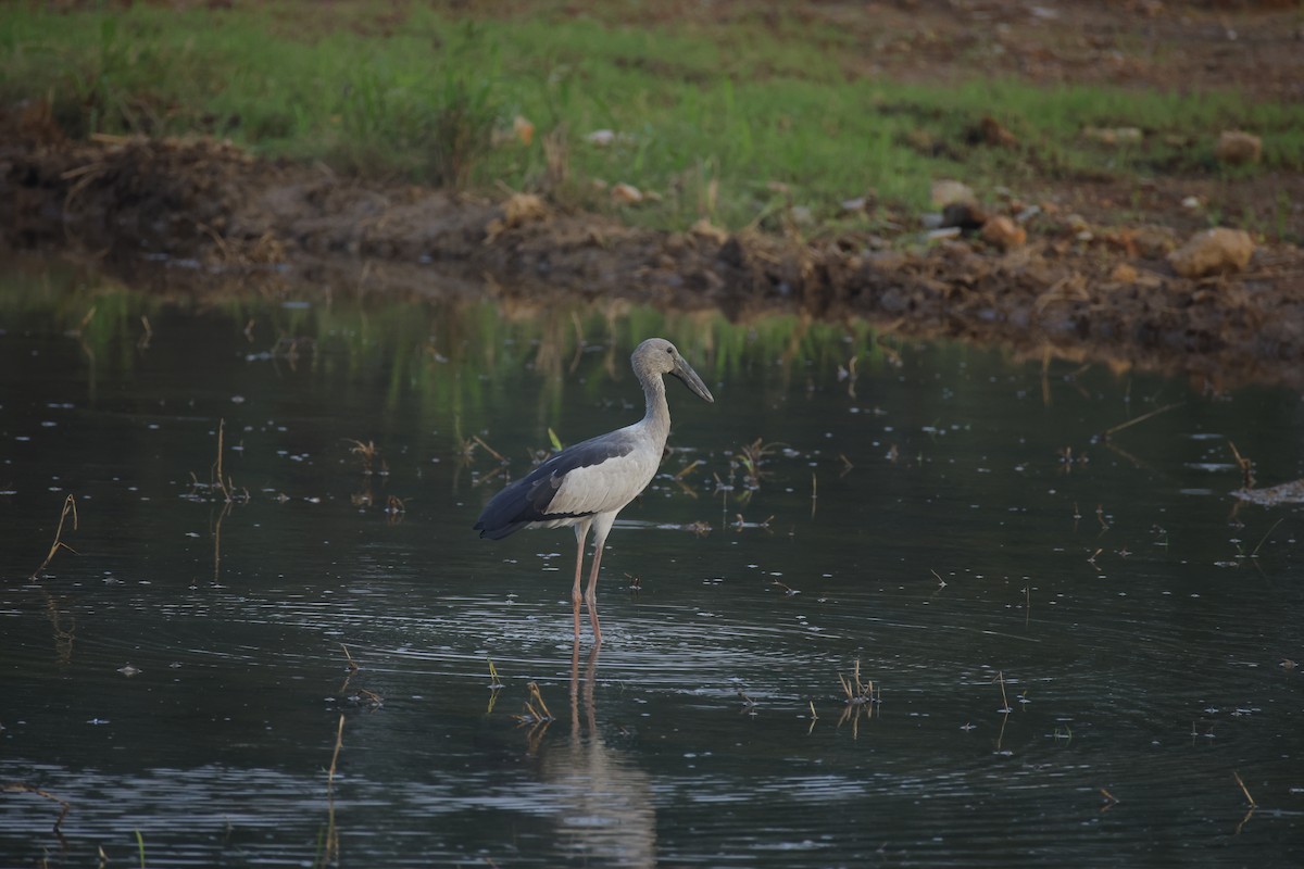 Ak Açıkgaga - ML646834657