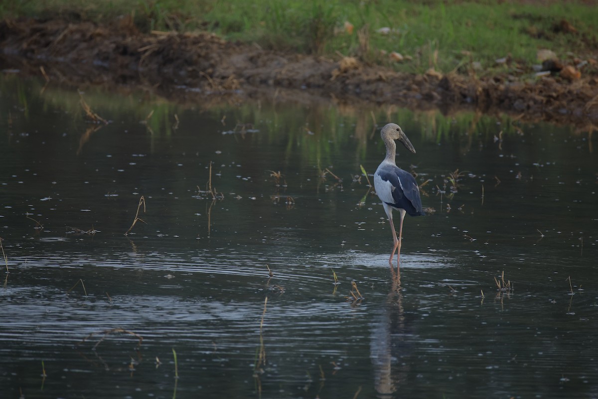 Ak Açıkgaga - ML646834658