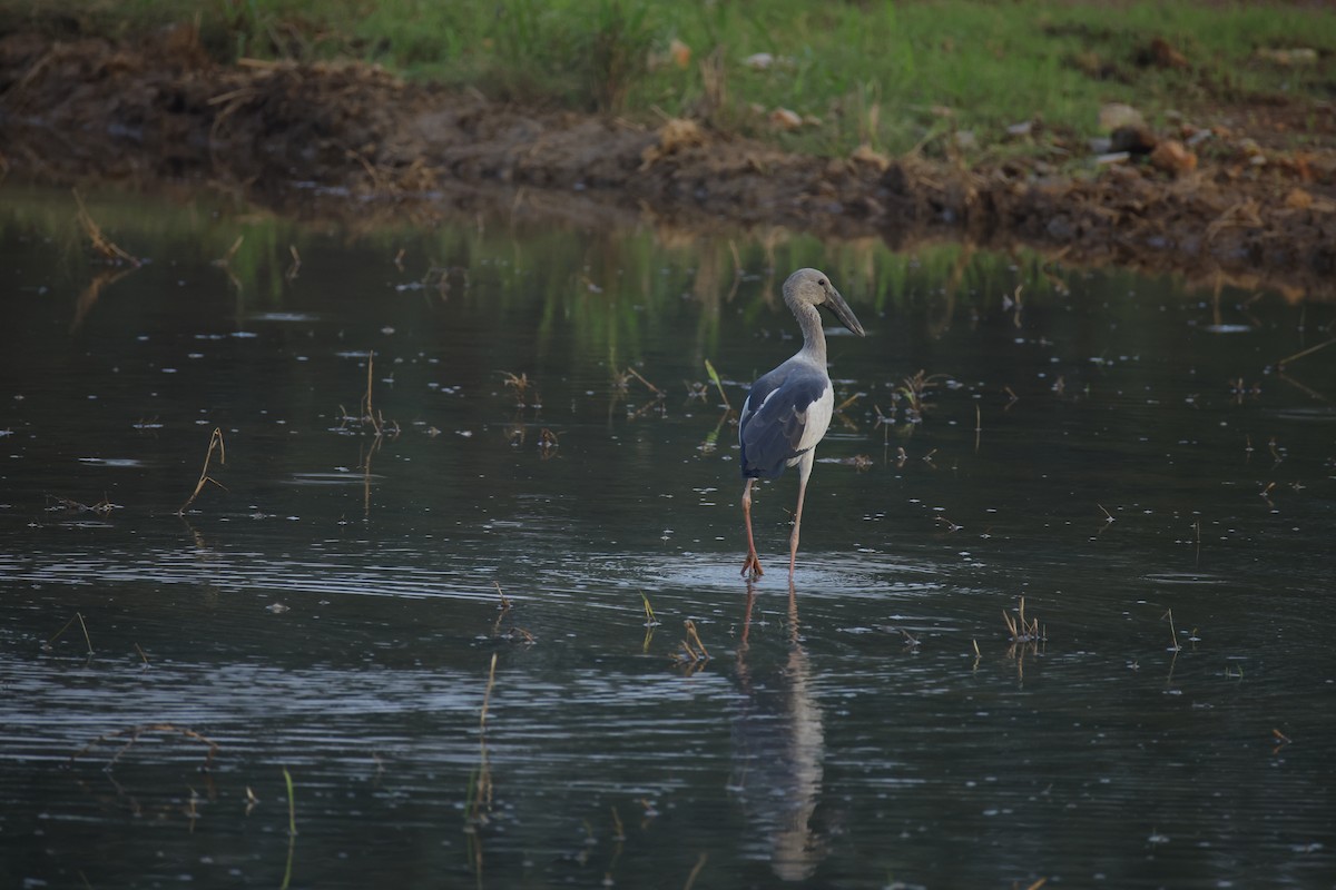 Ak Açıkgaga - ML646834659