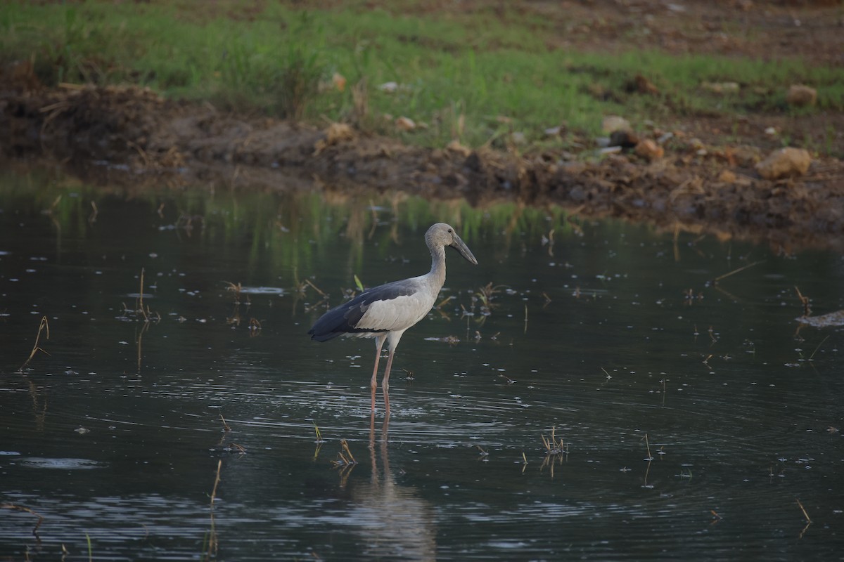 Ak Açıkgaga - ML646834660