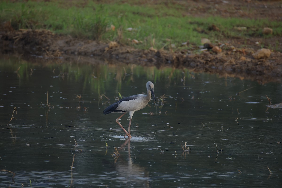 Ak Açıkgaga - ML646834661