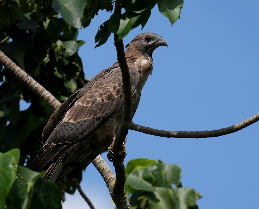 Tepeli Arı Şahini - ML646834662