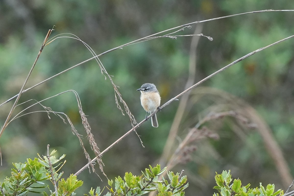 Gri Sırtlı Taçuri - ML646834663