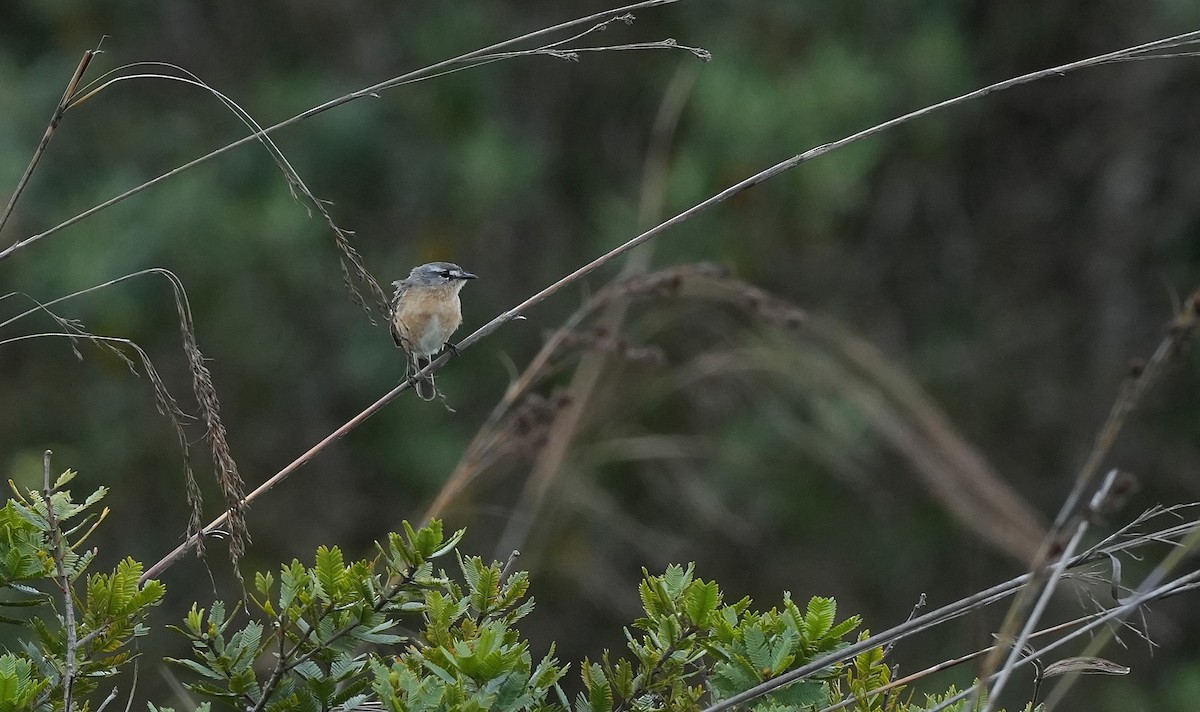 Gri Sırtlı Taçuri - ML646834664