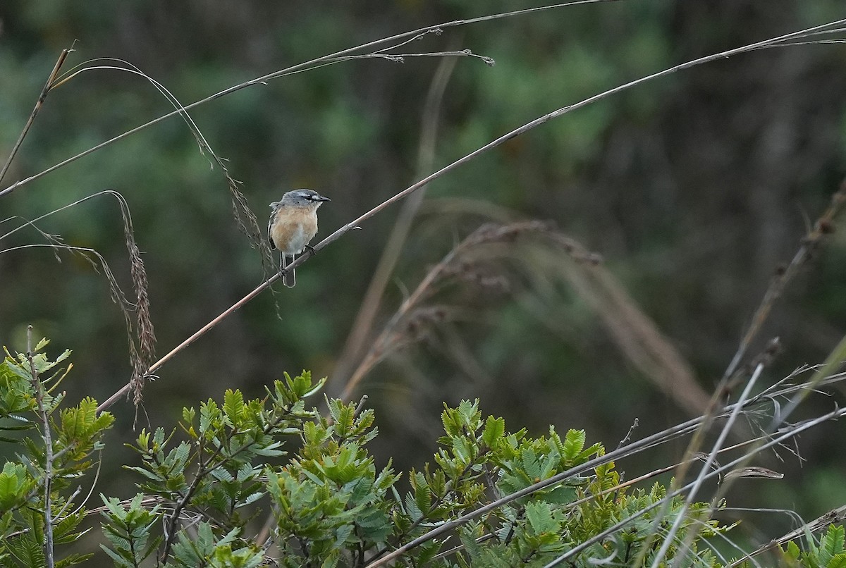 Gri Sırtlı Taçuri - ML646834665