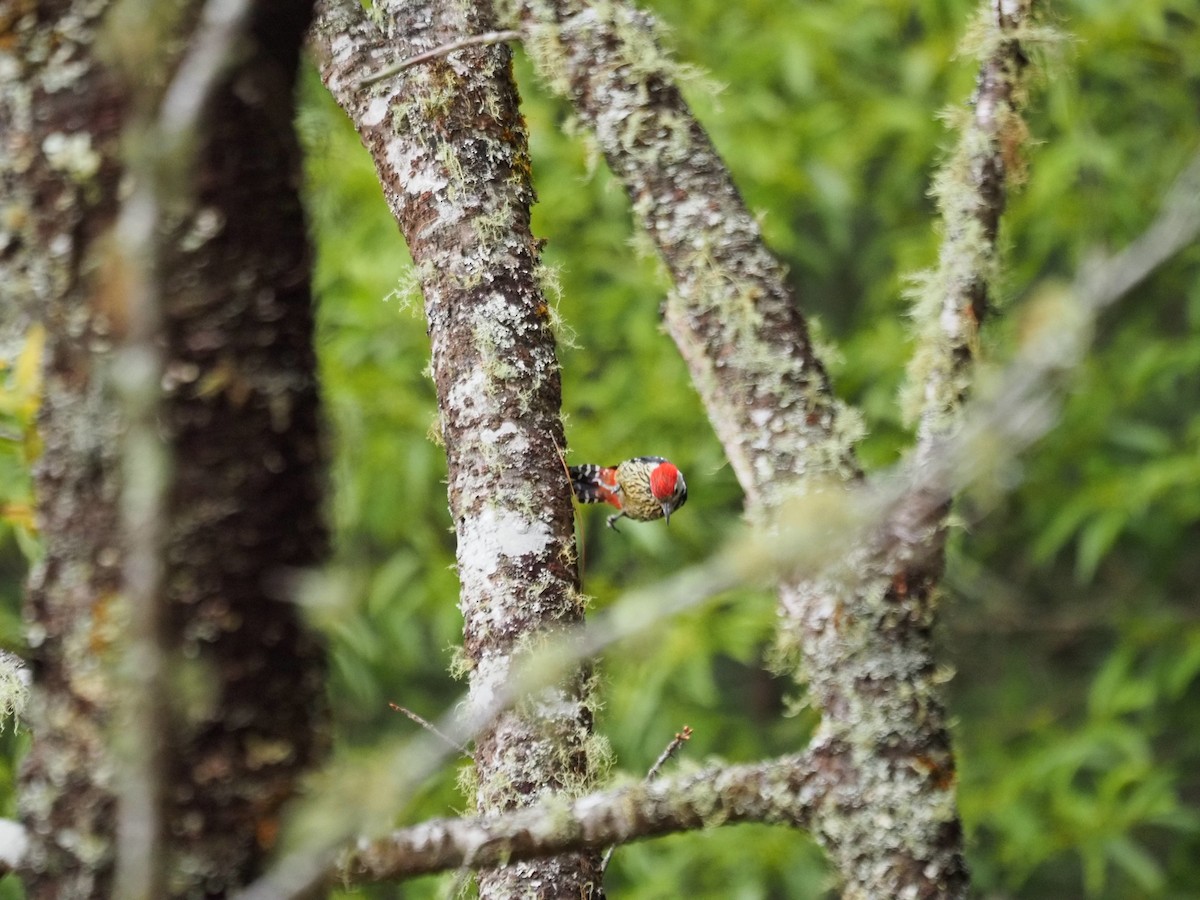 Çam Ağaçkakanı - ML646834674