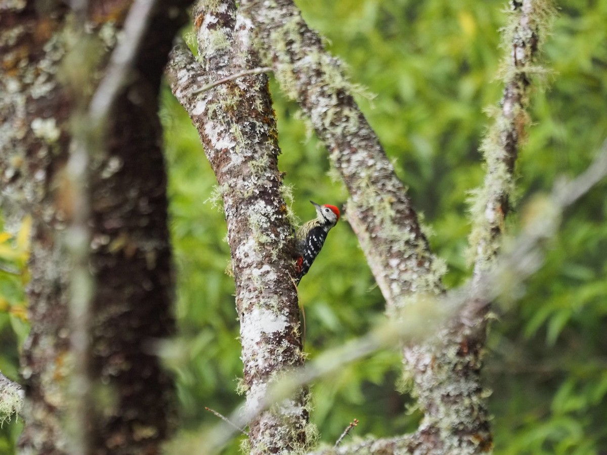 Çam Ağaçkakanı - ML646834675