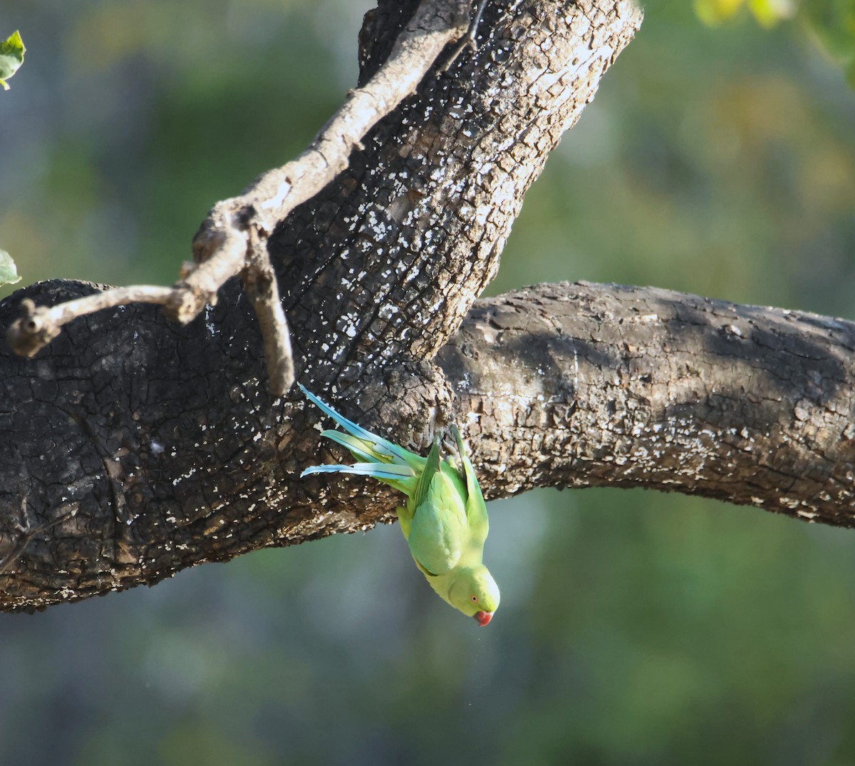 Yeşil Papağan - ML646834676