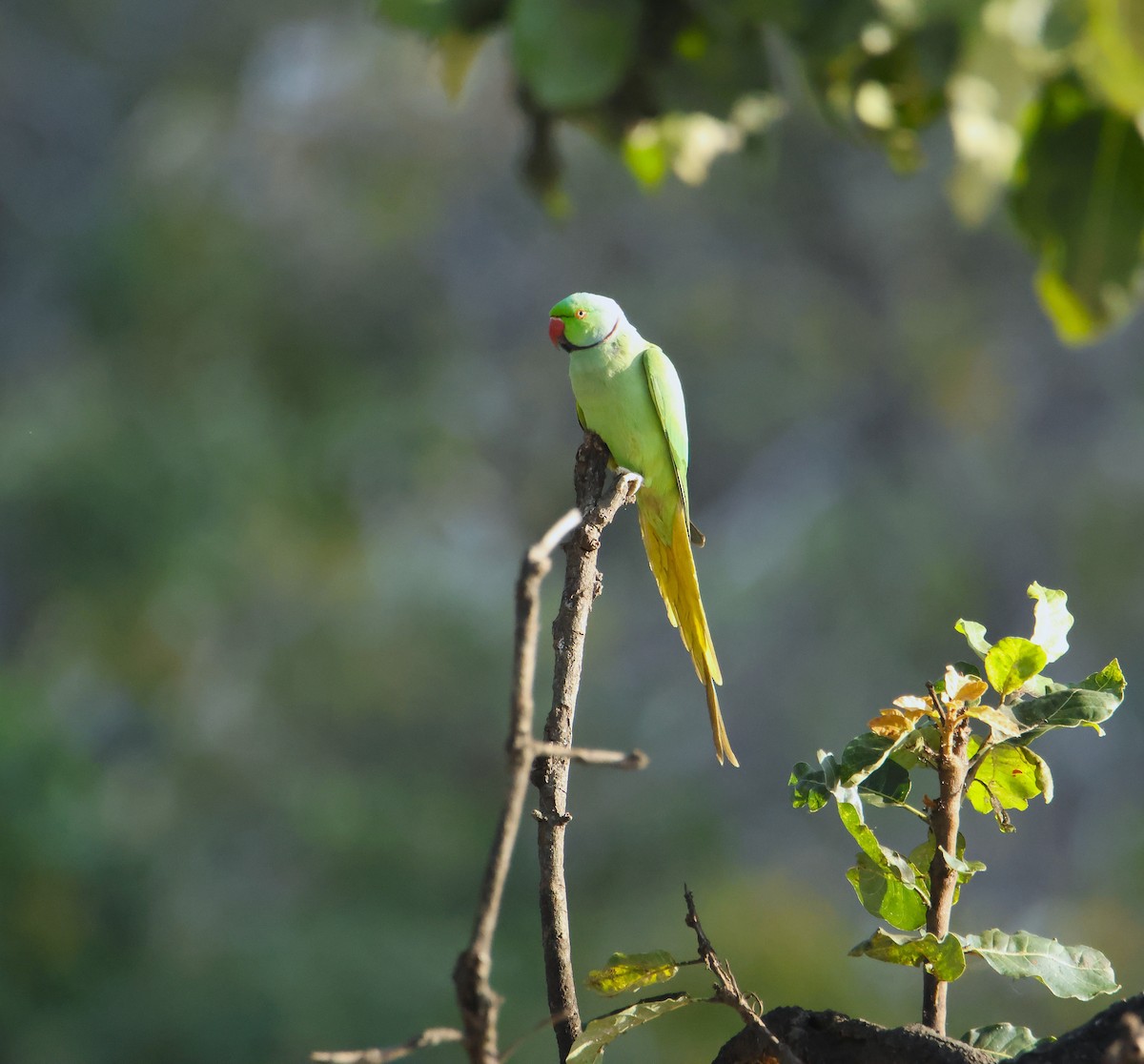 Yeşil Papağan - ML646834677