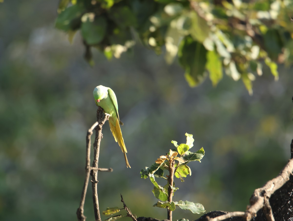 Yeşil Papağan - ML646834678