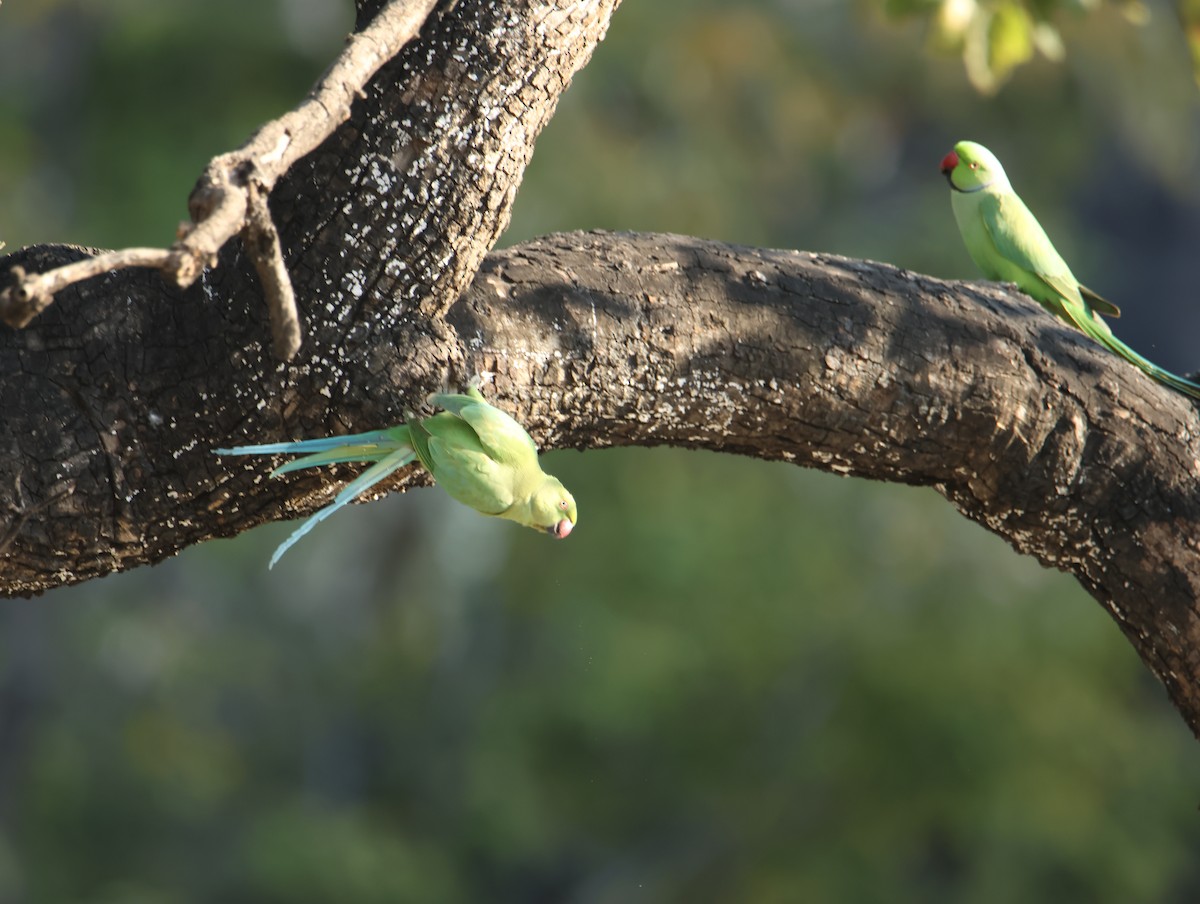 Yeşil Papağan - ML646834679