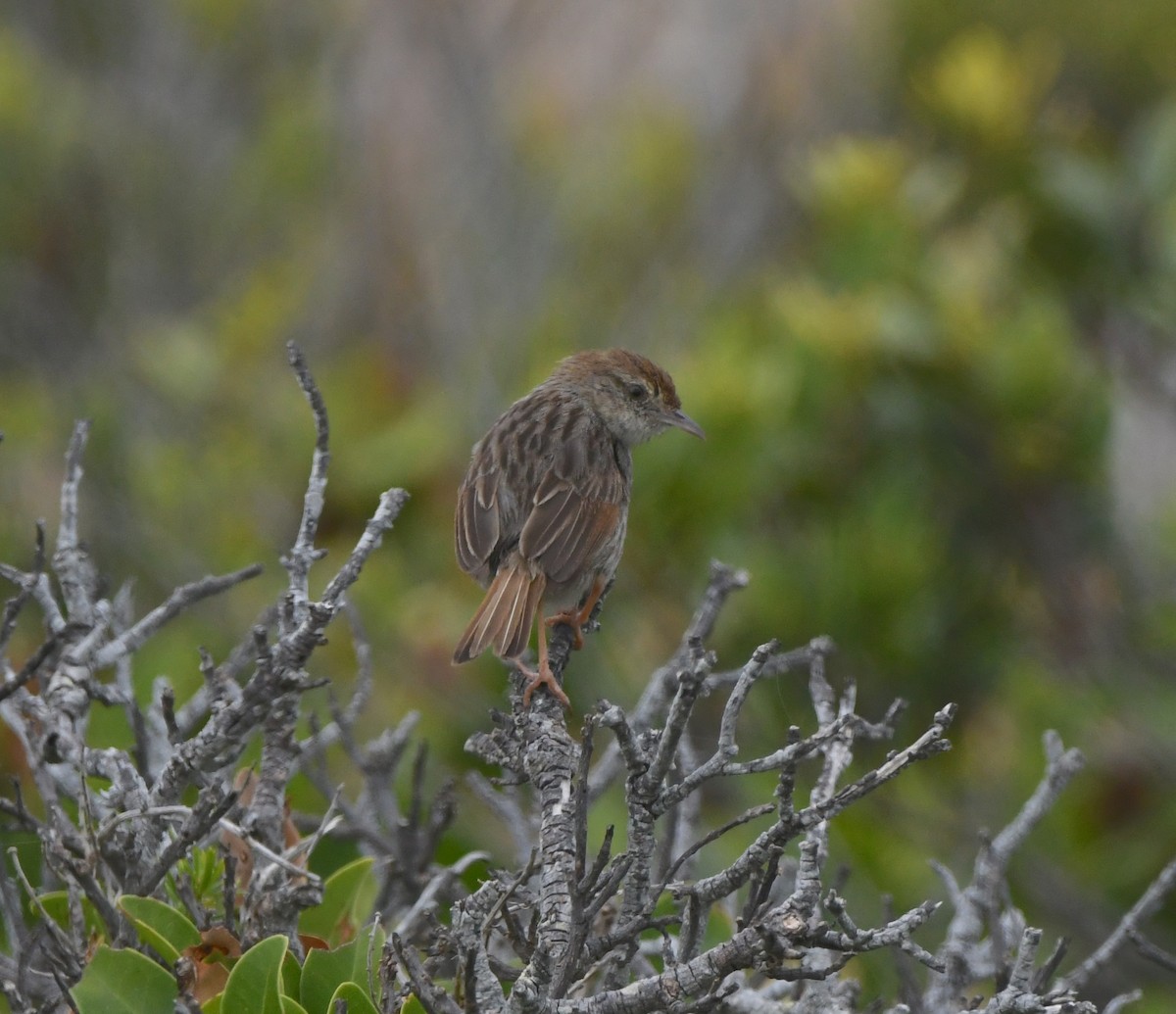 Gri Sırtlı Yelpazekuyruk - ML646834680