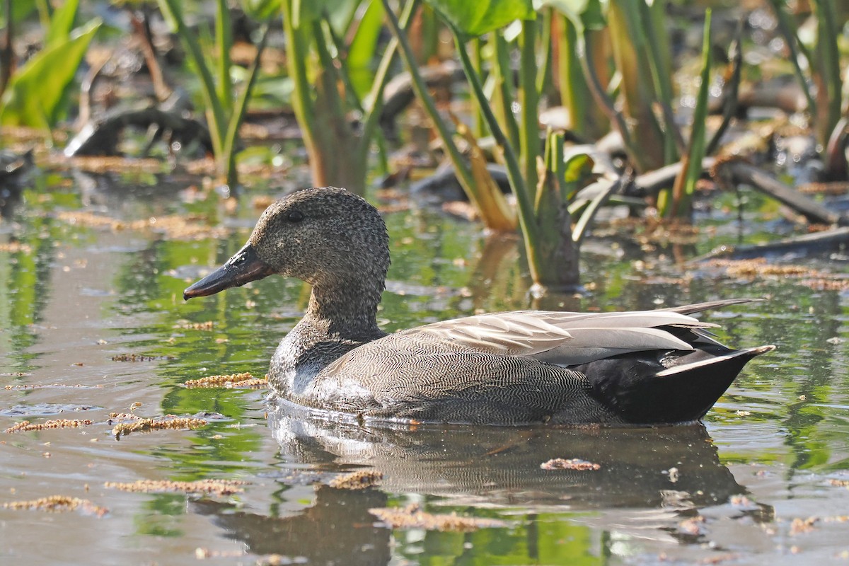 Boz Ördek - ML646834681