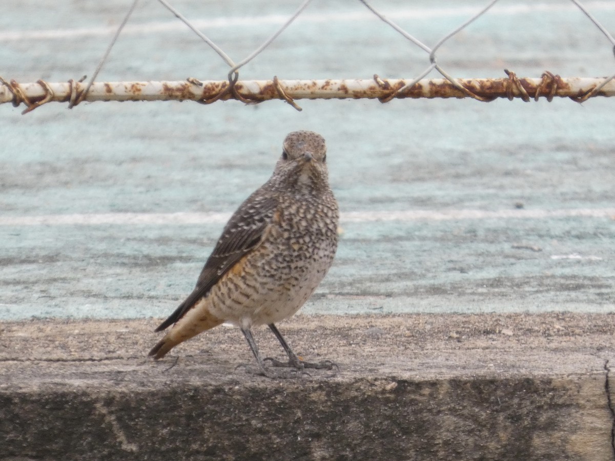 Taşkızılı - ML646834682