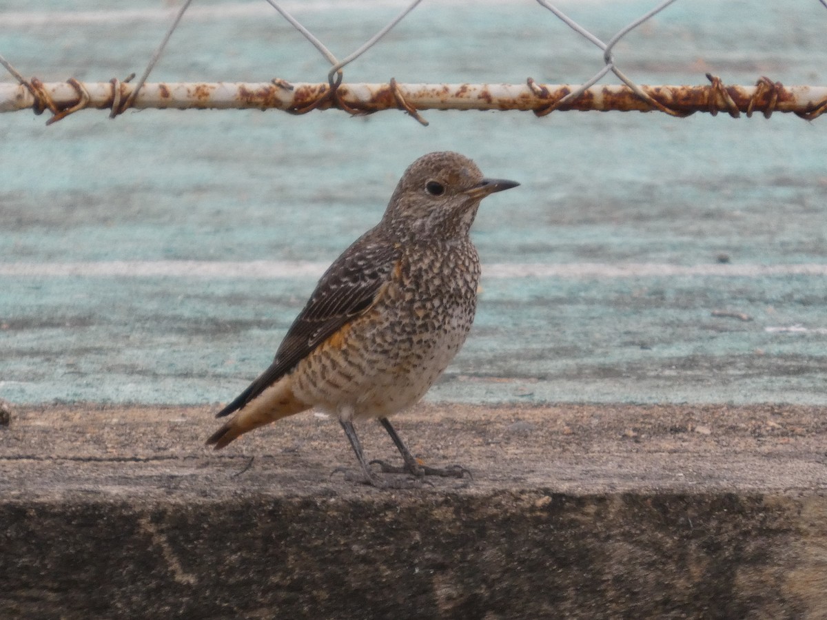 Rufous-tailed Rock-Thrush - ML646834683
