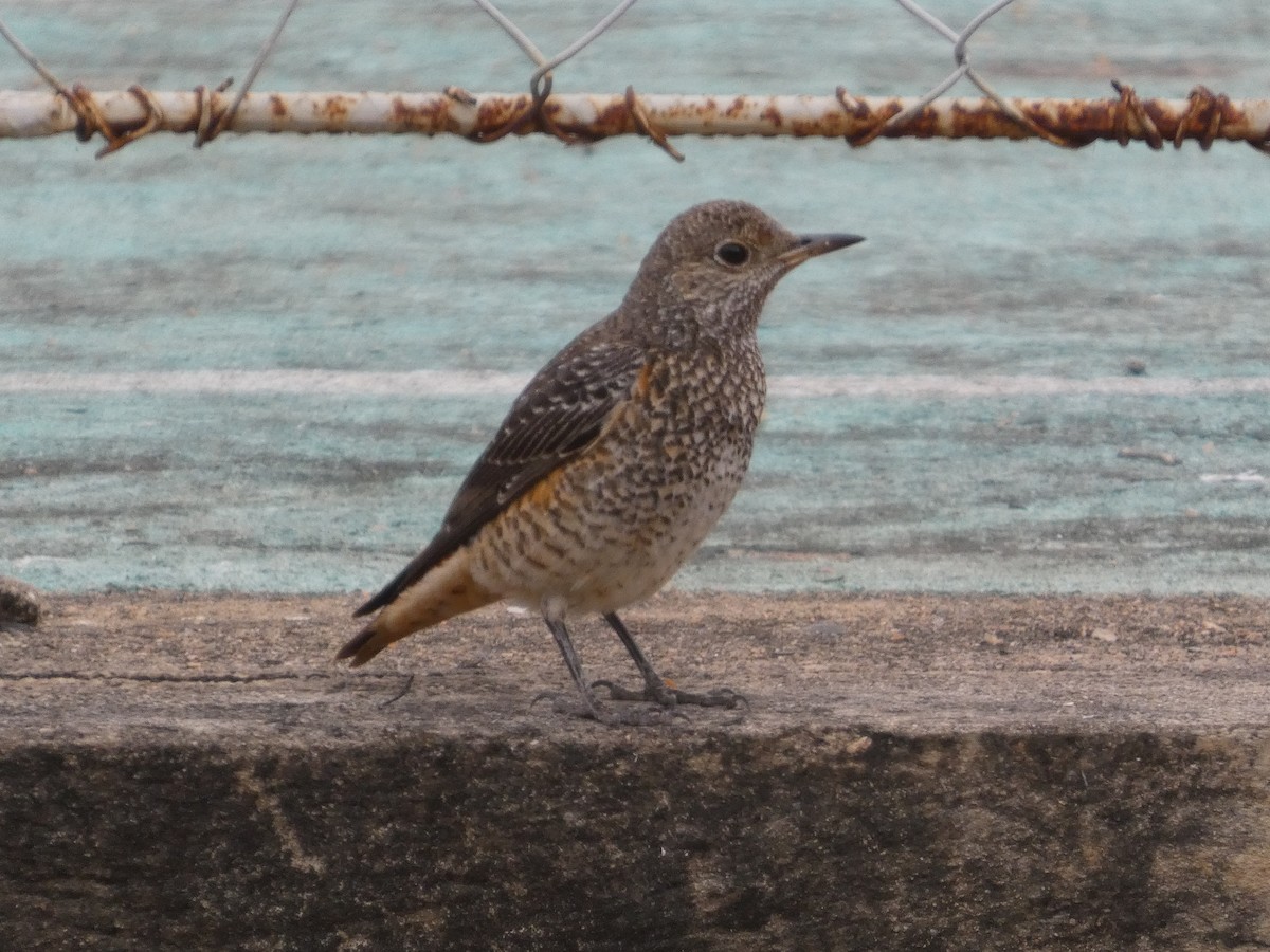 Rufous-tailed Rock-Thrush - ML646834684