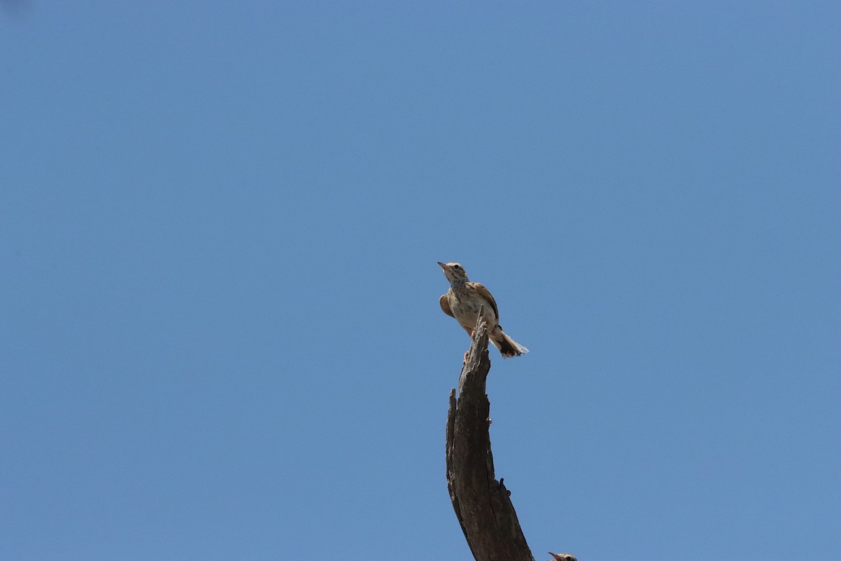 Australian Pipit - ML646834687